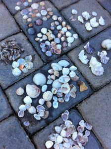 shells